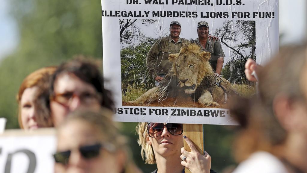 ZIMBABWE-WILDLIFE-LION-USA_0.jpg
